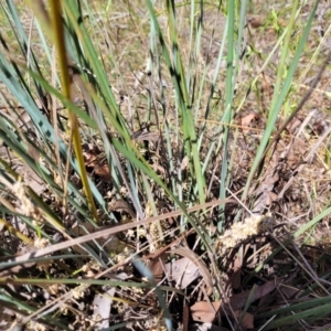 Lomandra multiflora at Thuddungra, NSW - 7 Oct 2023 02:51 PM