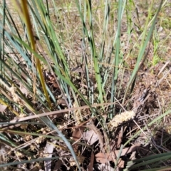 Lomandra multiflora at Thuddungra, NSW - 7 Oct 2023 02:51 PM