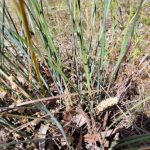 Lomandra multiflora at Thuddungra, NSW - 7 Oct 2023 02:51 PM