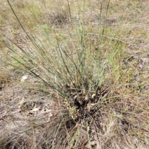 Lomandra multiflora at Thuddungra, NSW - 7 Oct 2023 02:51 PM