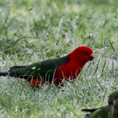 Alisterus scapularis (Australian King-Parrot) at Lake Burley Griffin Central/East - 6 Oct 2023 by AlisonMilton