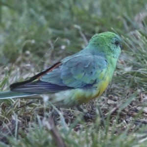 Psephotus haematonotus at Kingston, ACT - 7 Oct 2023