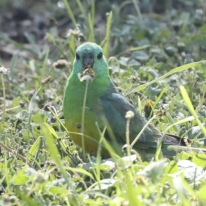 Psephotus haematonotus at Kingston, ACT - 7 Oct 2023