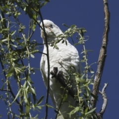 Cacatua sanguinea (Little Corella) at Lake Burley Griffin Central/East - 6 Oct 2023 by AlisonMilton