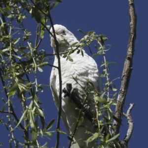 Cacatua sanguinea at Kingston, ACT - 7 Oct 2023 09:57 AM