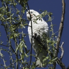 Cacatua sanguinea at Kingston, ACT - 7 Oct 2023 09:57 AM