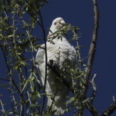 Cacatua sanguinea at Kingston, ACT - 7 Oct 2023 09:57 AM