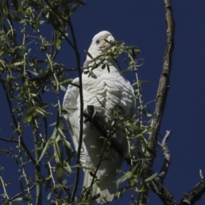 Cacatua sanguinea at Kingston, ACT - 7 Oct 2023 09:57 AM