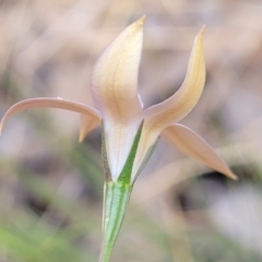 Wahlenbergia luteola (Yellowish Bluebell) at Thuddungra, NSW - 7 Oct 2023 by trevorpreston