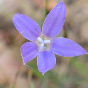 Wahlenbergia luteola at Thuddungra, NSW - 7 Oct 2023