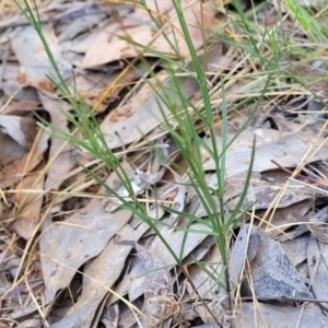 Wahlenbergia luteola at Thuddungra, NSW - 7 Oct 2023