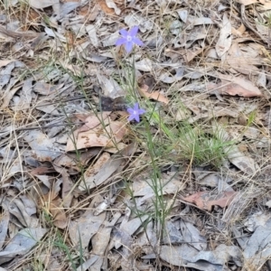 Wahlenbergia luteola at Thuddungra, NSW - 7 Oct 2023 02:46 PM