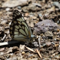 Belenois java (Caper White) at ANBG - 7 Oct 2023 by RodDeb