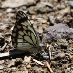 Belenois java at Acton, ACT - 7 Oct 2023