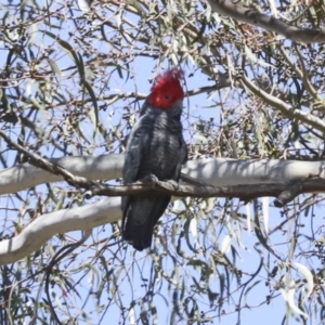 Callocephalon fimbriatum at Red Hill, ACT - suppressed