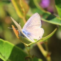 Lampides boeticus (Long-tailed Pea-blue) at Acton, ACT - 7 Oct 2023 by RodDeb
