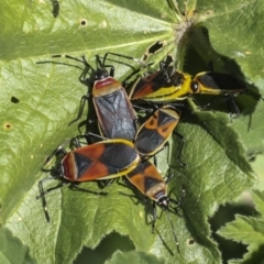 Dindymus versicolor (Harlequin Bug) at Kingston, ACT - 6 Oct 2023 by AlisonMilton