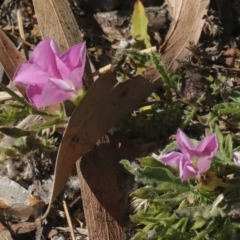 Convolvulus angustissimus subsp. angustissimus (Australian Bindweed) at Kingston, ACT - 7 Oct 2023 by AlisonMilton