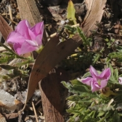 Convolvulus angustissimus subsp. angustissimus (Australian Bindweed) at Kingston, ACT - 6 Oct 2023 by AlisonMilton