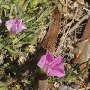 Convolvulus angustissimus subsp. angustissimus at Kingston, ACT - 7 Oct 2023