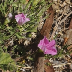 Convolvulus angustissimus subsp. angustissimus at Kingston, ACT - 7 Oct 2023