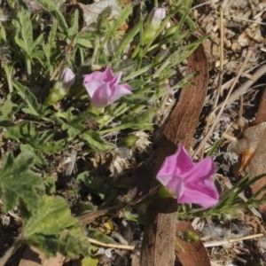 Convolvulus angustissimus subsp. angustissimus at Kingston, ACT - 7 Oct 2023