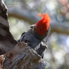 Callocephalon fimbriatum (Gang-gang Cockatoo) at ANBG - 7 Oct 2023 by RodDeb