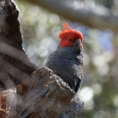 Callocephalon fimbriatum at Acton, ACT - suppressed