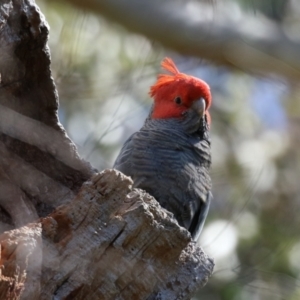 Callocephalon fimbriatum at Acton, ACT - suppressed