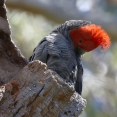 Callocephalon fimbriatum at Acton, ACT - suppressed