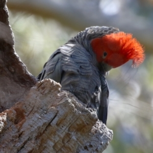 Callocephalon fimbriatum at Acton, ACT - suppressed