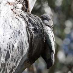 Callocephalon fimbriatum at Acton, ACT - suppressed