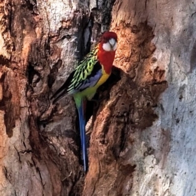 Platycercus eximius (Eastern Rosella) at Kambah, ACT - 7 Oct 2023 by HelenCross