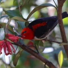 Myzomela sanguinolenta (Scarlet Honeyeater) at Canberra Central, ACT - 7 Oct 2023 by RodDeb