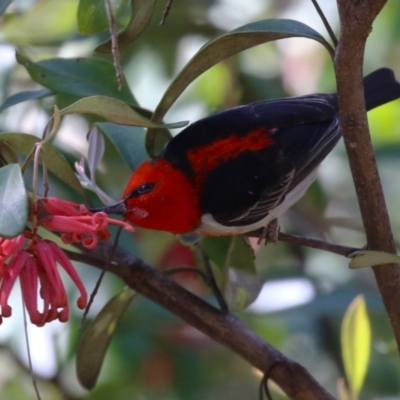 Myzomela sanguinolenta (Scarlet Honeyeater) at Canberra Central, ACT - 7 Oct 2023 by RodDeb