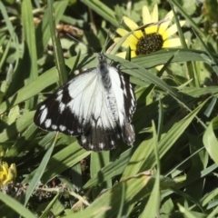 Belenois java (Caper White) at Kingston, ACT - 7 Oct 2023 by AlisonMilton