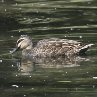 Anas superciliosa (Pacific Black Duck) at Kingston, ACT - 7 Oct 2023 by AlisonMilton