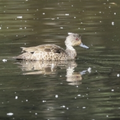 Anas gracilis (Grey Teal) at Lake Burley Griffin Central/East - 6 Oct 2023 by AlisonMilton