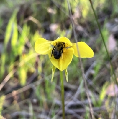 Diuris amabilis (Large Golden Moth) at Hall, ACT - 7 Oct 2023 by strigo