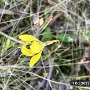 Diuris amabilis at Hall, ACT - 7 Oct 2023