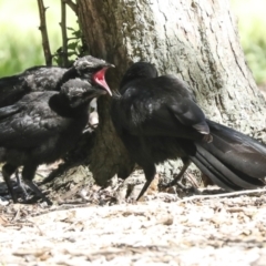 Corcorax melanorhamphos (White-winged Chough) at Kingston, ACT - 6 Oct 2023 by AlisonMilton