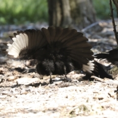 Corcorax melanorhamphos at Kingston, ACT - 7 Oct 2023 09:41 AM