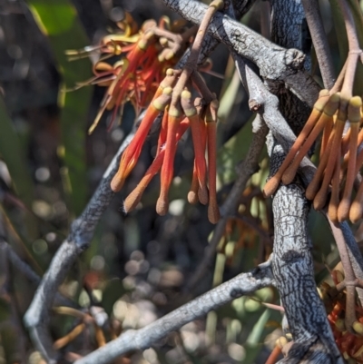 Amyema pendula subsp. pendula (Drooping Mistletoe) at Flea Bog Flat to Emu Creek Corridor - 7 Oct 2023 by HelenCross