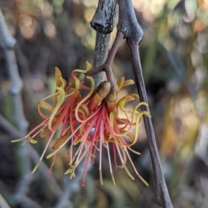 Amyema pendula subsp. pendula at Belconnen, ACT - 7 Oct 2023 11:02 AM