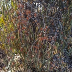 Amyema pendula subsp. pendula at Belconnen, ACT - 7 Oct 2023 11:02 AM