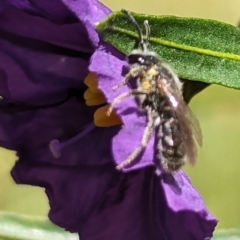 Lasioglossum (Chilalictus) lanarium (Halictid bee) at Flea Bog Flat to Emu Creek Corridor - 7 Oct 2023 by HelenCross