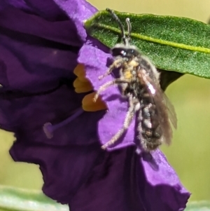 Lasioglossum (Chilalictus) lanarium at Belconnen, ACT - 7 Oct 2023 11:05 AM