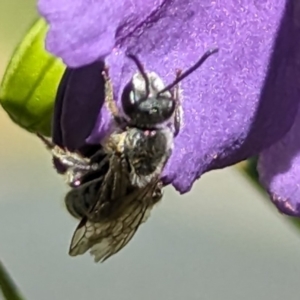 Lasioglossum (Chilalictus) lanarium at Belconnen, ACT - 7 Oct 2023