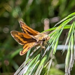 Ocybadistes walkeri (Green Grass-dart) at Belconnen, ACT - 7 Oct 2023 by HelenCross