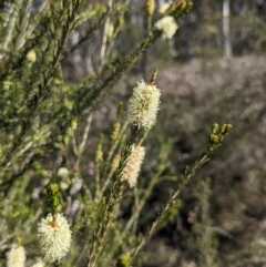 Melaleuca parvistaminea (Small-flowered Honey-myrtle) at Black Mountain - 7 Oct 2023 by WalterEgo